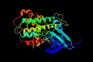 Ribosomal Protein S6 Kinases (RSK) - Creative BioMart 